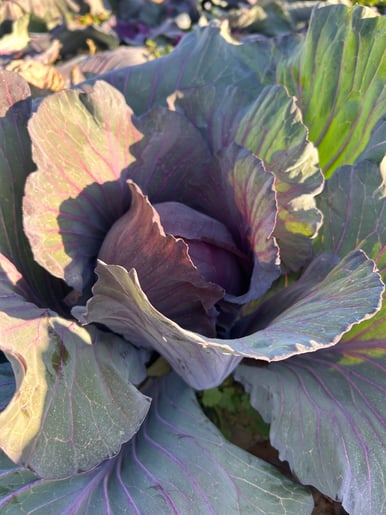 レッドキャベツ